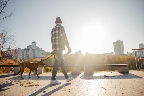 犬の散歩をする