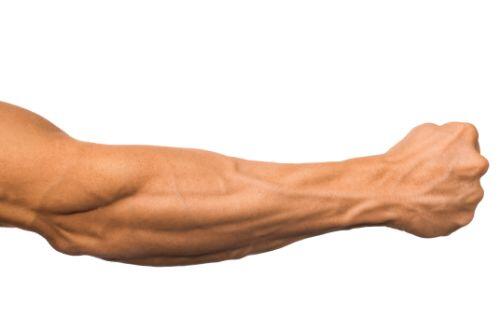 腕橈骨筋の鍛え方を解説 おすすめの筋トレでたくましい前腕になろう 身嗜み オリーブオイルをひとまわし