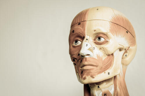 顔の人体模型の写真