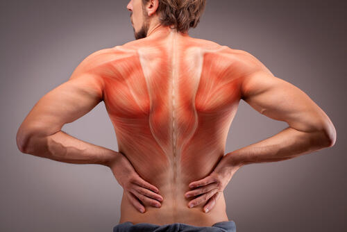 脊柱起立筋などの位置を示した男性の背中の写真