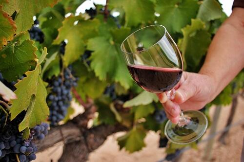 赤ワイン用ブドウ【シラー】の特徴とは？蠱惑的な香りと味わいを解説