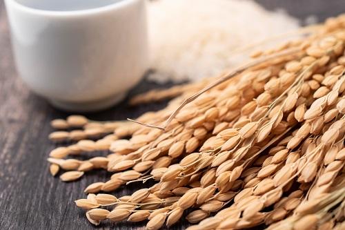 酒造好適米とはどんなお米？種類やおすすめの品種についても解説